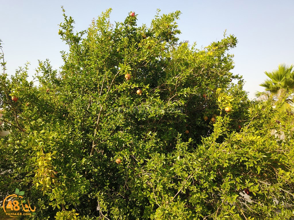 Yaozooor ej (18).JPG